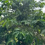 Bán đất 1,3 ha giá 2,3 tỷ tại thôn Linh Nham, Xã Mang Yang, Gia Lai - Ảnh thu nhỏ 4