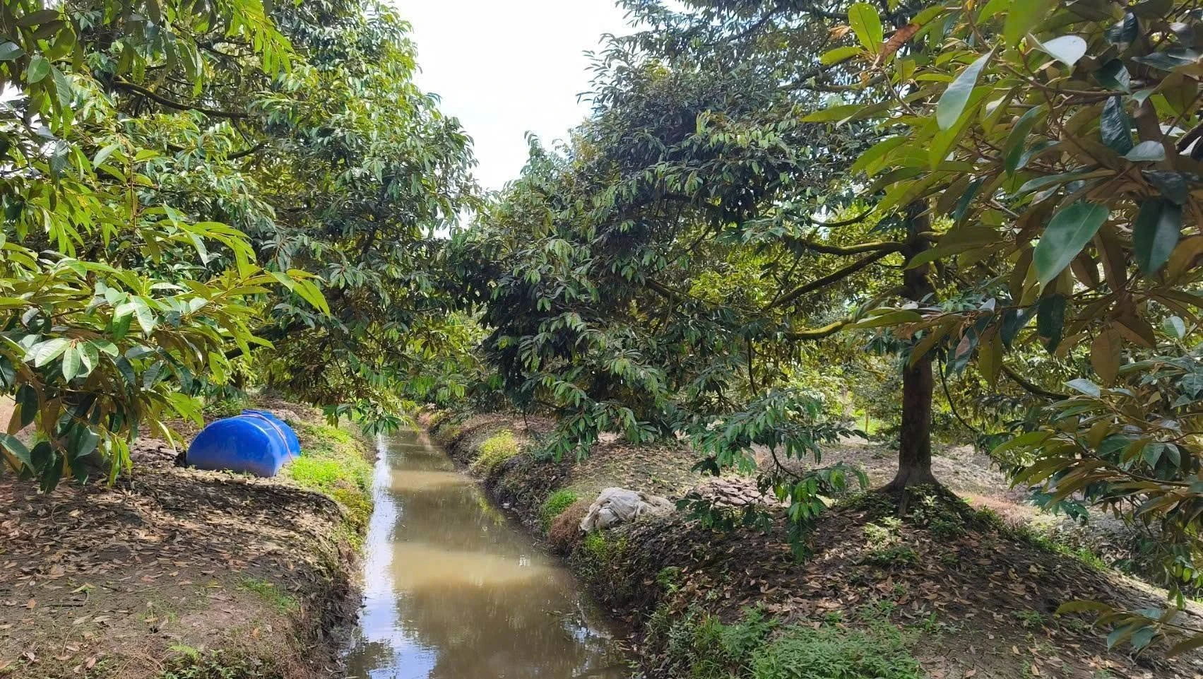 Bán 11 công đất trồng sầu riêng Cần Thơ, 400 triệu/1000m2 - Ảnh 1
