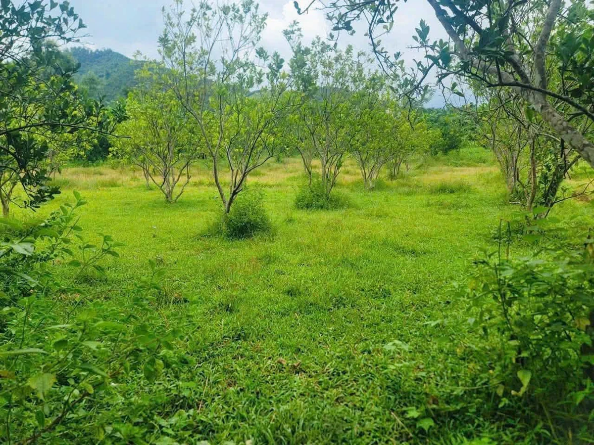 Bán lô đất 7615m2 gần KCN Đú Sáng, Kim Bôi, Phú Thọ - Ảnh thu nhỏ 5