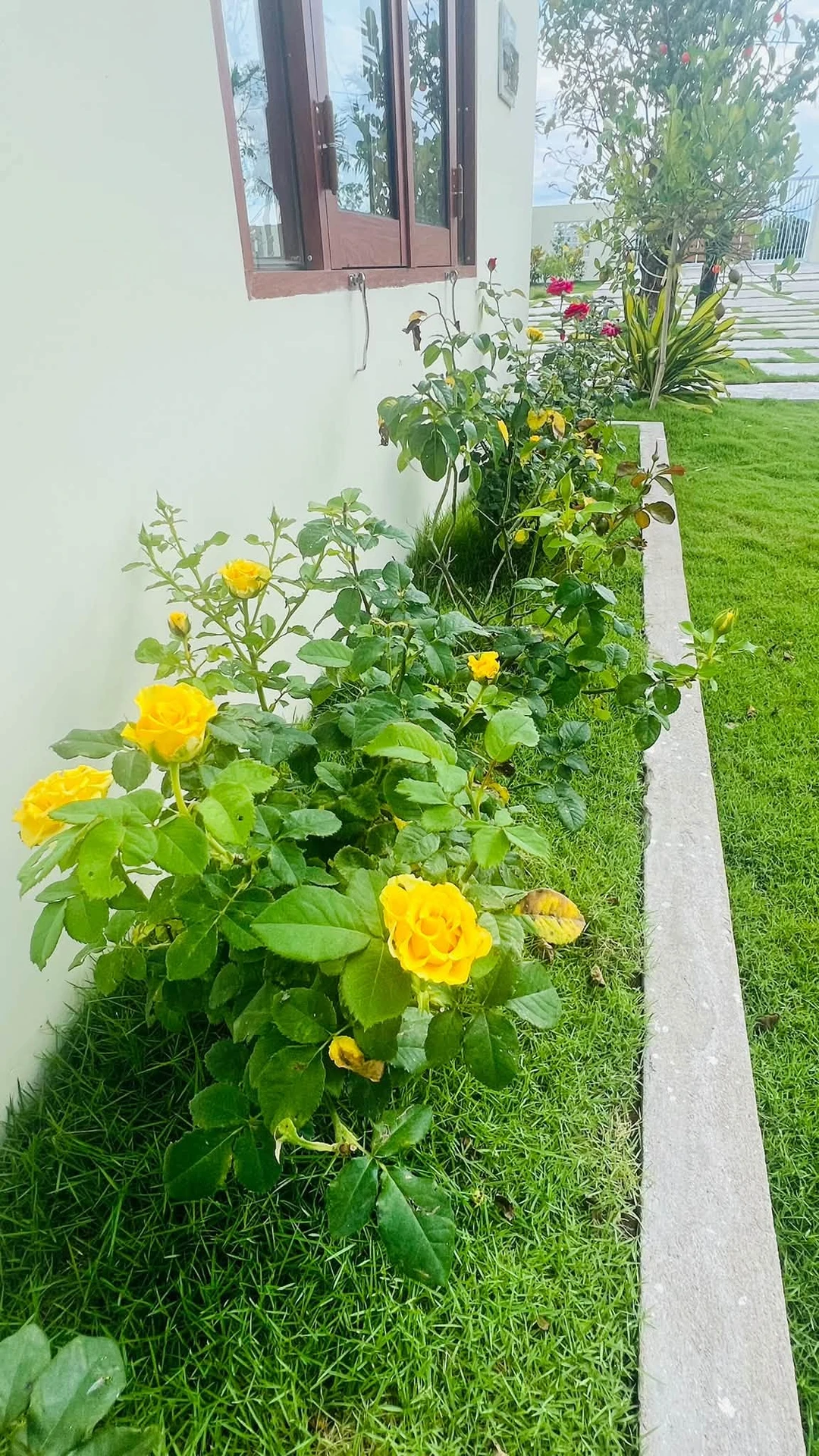 Bán vườn 1.600m² Hàm Chính, Bình Thuận 1 tỷ 790 - Ảnh 1