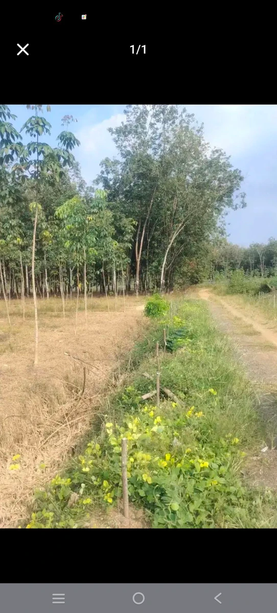 Bán 1 hecta cao su non, 40m mặt tiền, Bình Dương - Ảnh 1