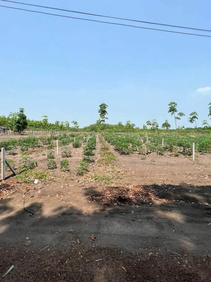 Bán đất 1000m² Sào Quang Minh Hóc Môn, 299 triệu - Ảnh thu nhỏ 3