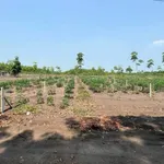 Bán đất 1000m² Sào Quang Minh Hóc Môn, 299 triệu - Ảnh thu nhỏ 3
