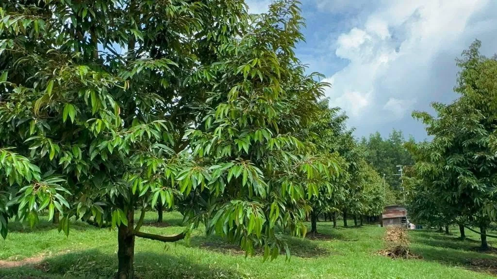 Bán vườn sầu riêng 2 hecta, Phú Lâm, Đồng Nai, 11 tỷ - Ảnh thu nhỏ 4