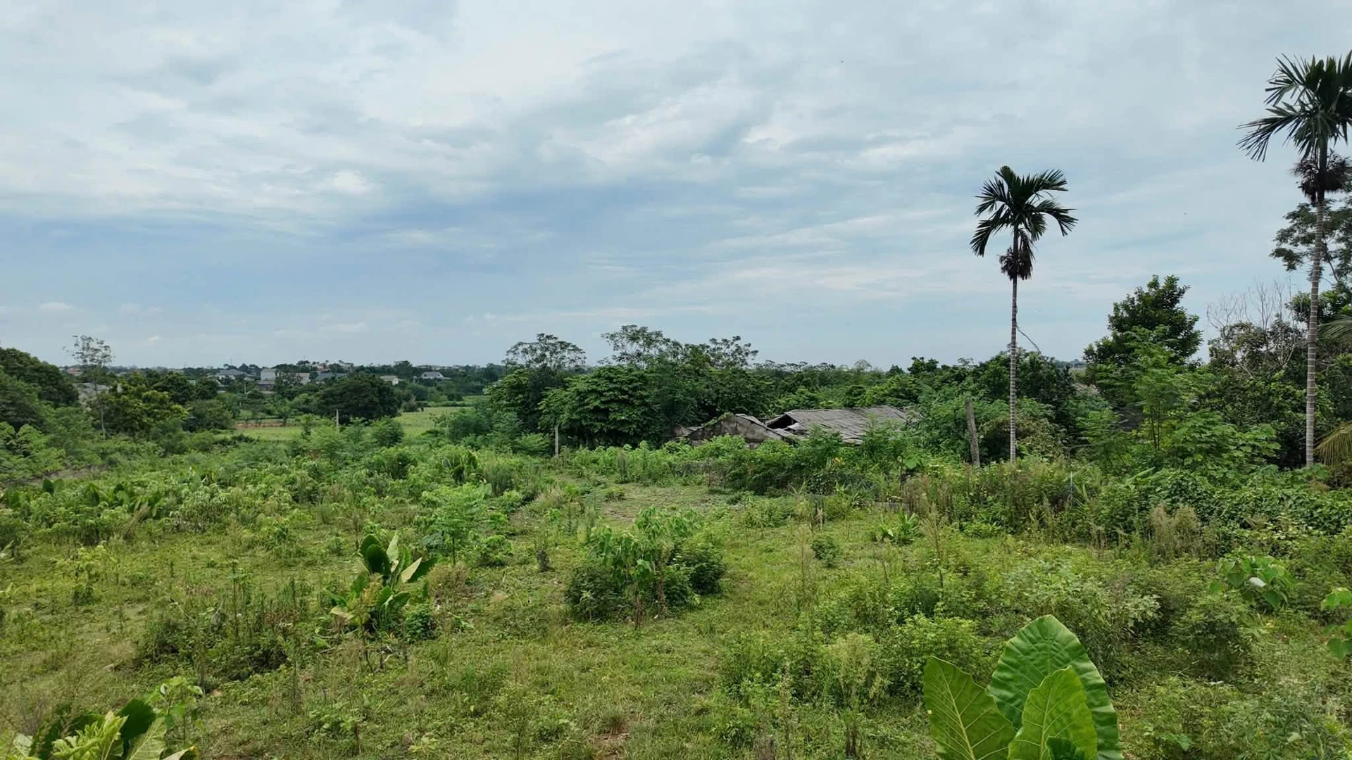 Bán đất 2.325m² thổ cư 2.000m² mặt tiền 40m Phú Cát Hà Nội - Ảnh 1