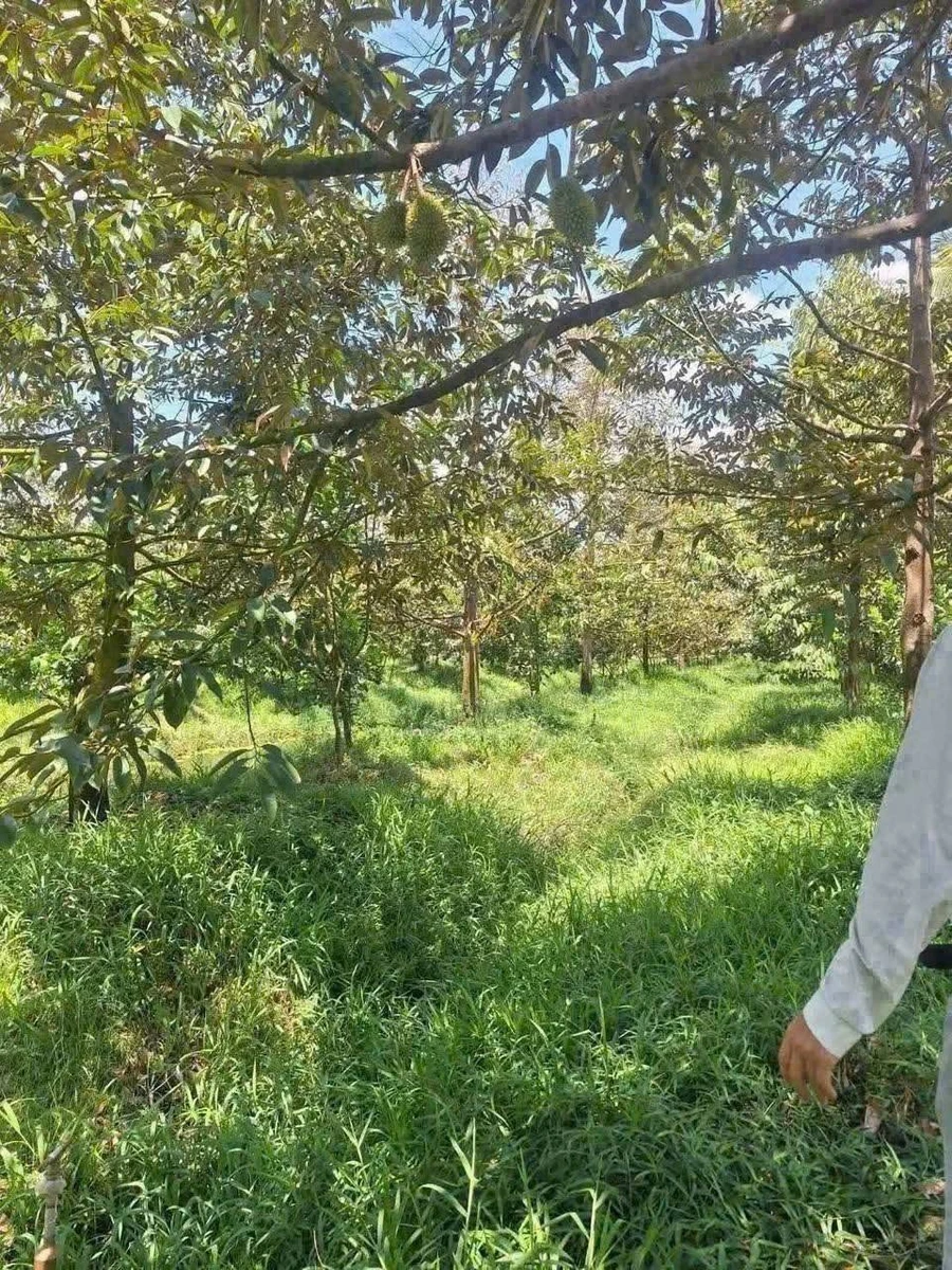 Bán vườn bưởi sầu riêng 5.339m² Vĩnh Long - Ảnh thu nhỏ 3