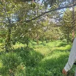 Bán vườn bưởi sầu riêng 5.339m² Vĩnh Long - Ảnh thu nhỏ 3