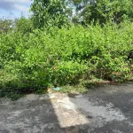 Chính chủ cần bán lô đất đẹp 108m² tại Ấp Cây Thông Trong, Xã Cửa Dương, TP Phú Quốc, Kiên Giang - Ảnh thu nhỏ 13
