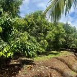 Bán rẫy sầu riêng 2,5ha thu 57 tấn tại Cư Nế - Ảnh thu nhỏ 1