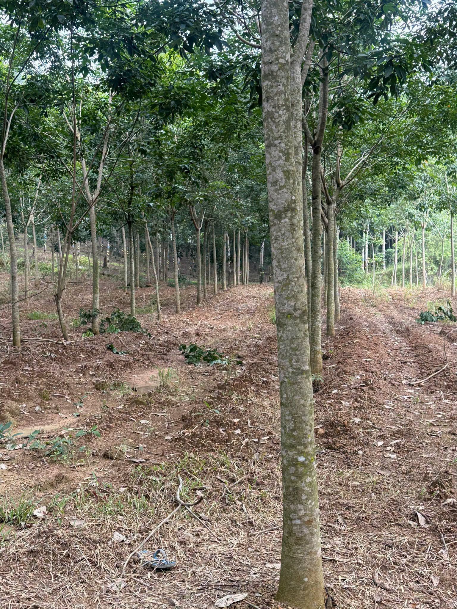 Bán đất cao su 3 ha mặt tiền trên 200m, Tân Thành, Bình Phước - Ảnh thu nhỏ 4