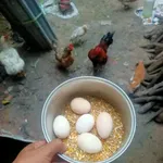 Bán lô đất Tân Định, Bến Cát 325m2, 1 tỷ 679 triệu - Ảnh thu nhỏ 4