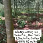 Bán 2,6 hecta cao su Thuận Phú, Bình Phước - Ảnh thu nhỏ 1