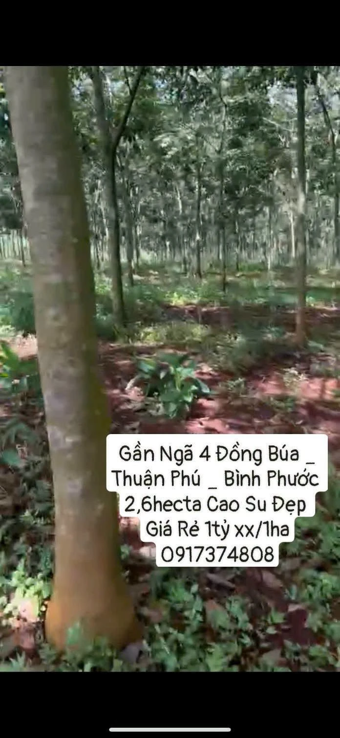 Bán 2,6 hecta cao su Thuận Phú, Bình Phước - Ảnh 1
