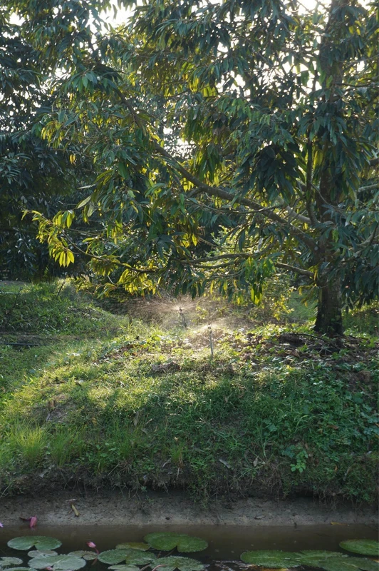 Bán đất 1000m2 trồng cây ăn trái Long Khánh Đồng Nai