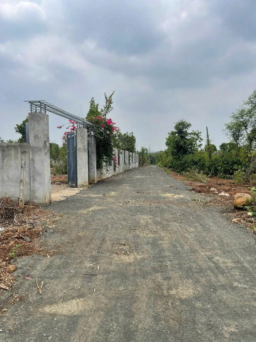 Bán nhà vườn 6,5 sào view ruộng Buôn Ma Thuột - Ảnh thu nhỏ 2