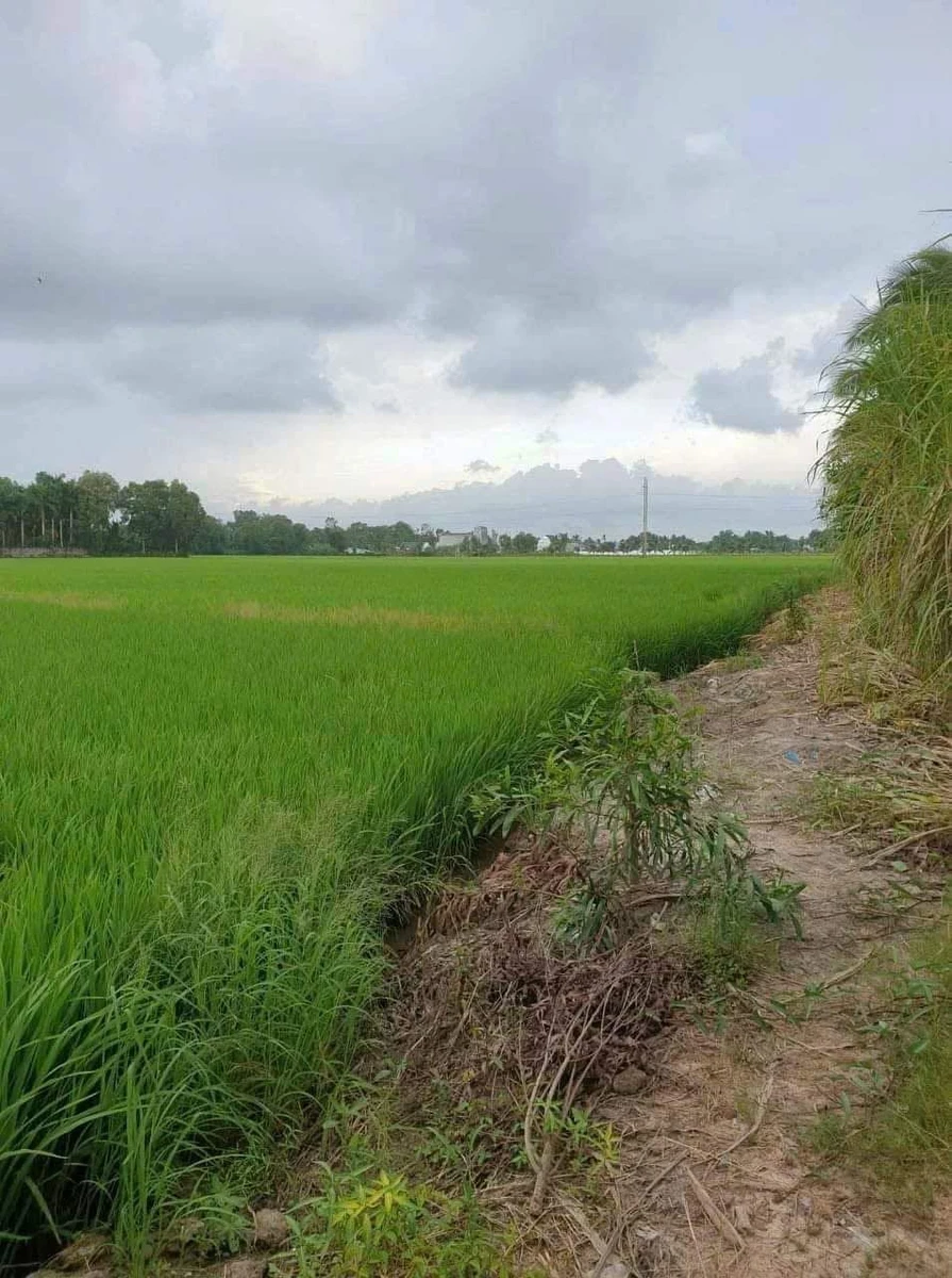 Bán gấp gần 4 công đất nền Rạch Giá, Kiên Giang - Ảnh thu nhỏ 2