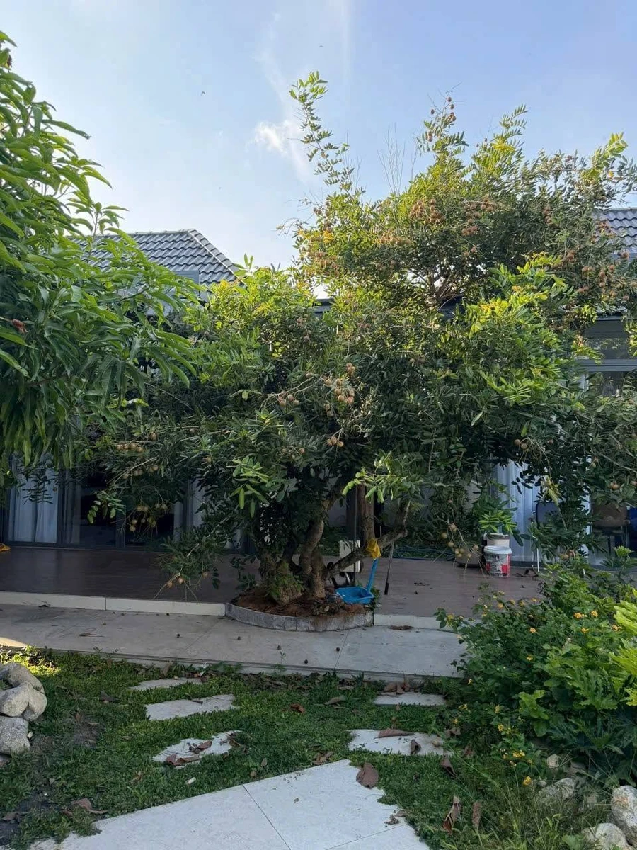 Bán nhà vườn 905m² Tân Bửu, Bến Lức, Tây Ninh 12 tỷ - Ảnh thu nhỏ 5