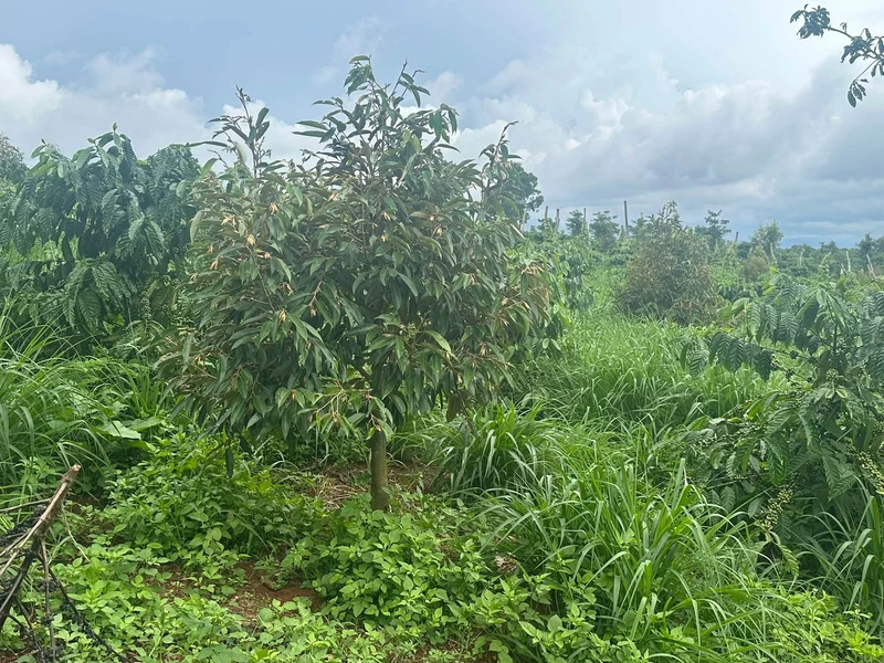 Bán 1ha rẫy cây cà phê, sầu riêng Thuận An