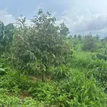 Bán 1ha rẫy cây cà phê, sầu riêng Thuận An - Ảnh thu nhỏ 1