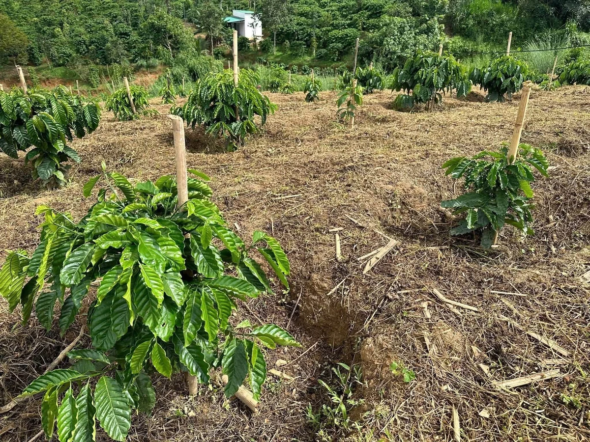 Bán đất kinh doanh cà phê gần 2ha Đắk Mil - Ảnh thu nhỏ 5