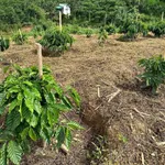 Bán đất kinh doanh cà phê gần 2ha Đắk Mil - Ảnh thu nhỏ 5