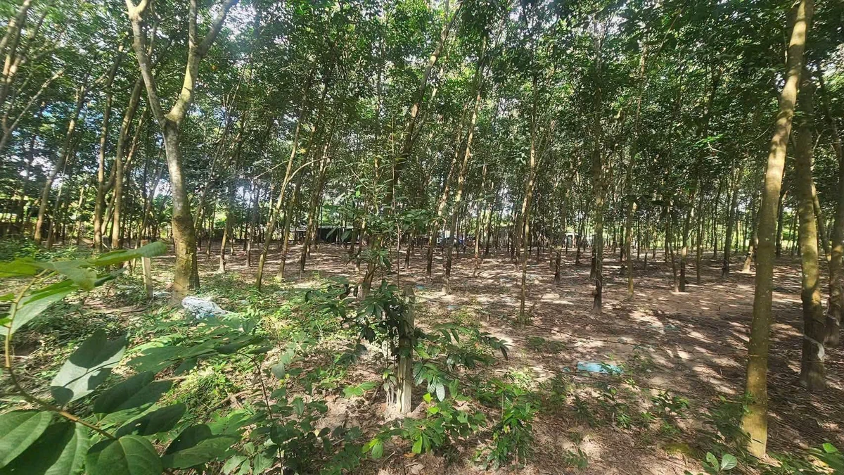 Bán 1.1ha đất cao su ngay chợ Bến Cát, 6 tỷ - Ảnh thu nhỏ 4