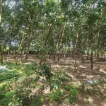 Bán 1.1ha đất cao su ngay chợ Bến Cát, 6 tỷ - Ảnh thu nhỏ 4