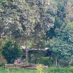 Bán khoảng 9 sào 7 (9745m2) đất phường Tân Thành, Tp. HCM). Giá 13 tỷ - Ảnh thu nhỏ 8