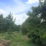 Bán rẫy 3058m² Khối 7 Eaknop Đắk Nông, 800 triệu - Ảnh thu nhỏ 4