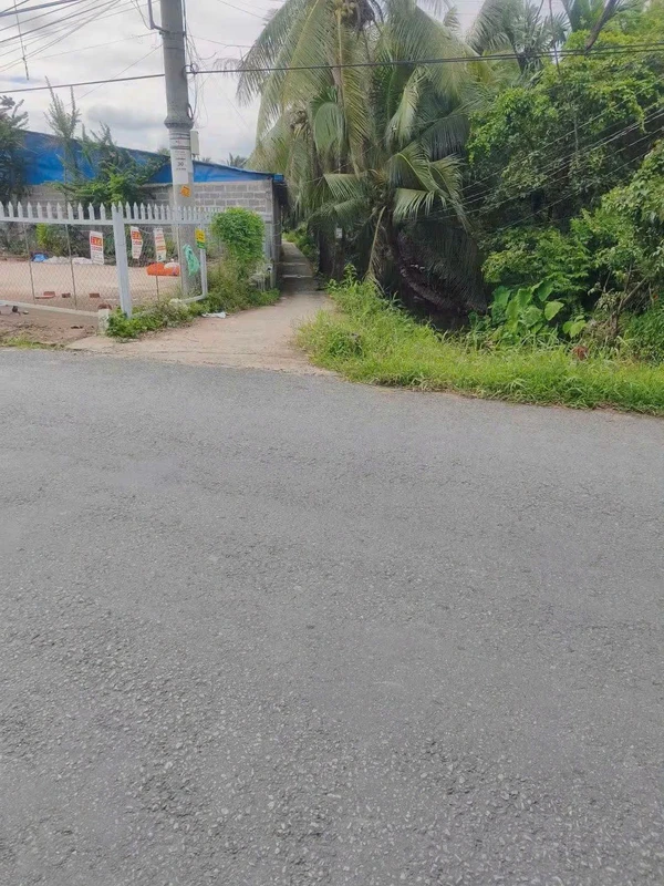 Bán đất vườn dừa 1,6 công, 600 triệu, Giồng Trôm