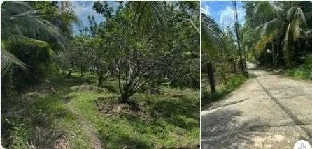 Bán 2 công đất mặt tiền sông Ba Lai, Vĩnh Long, 1,6 tỷ - Ảnh 1