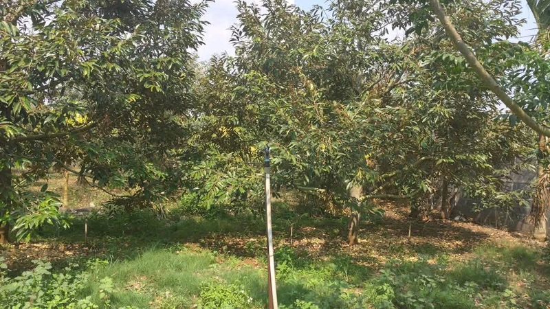 Bán đất sầu riêng 2,01 ha Hoà Thuận, Long An
