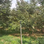 Bán đất sầu riêng 2,01 ha Hoà Thuận, Long An - Ảnh thu nhỏ 1