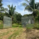 Bán vườn sầu riêng 12 năm Phú Lâm 12.854m² - 6 tỷ 990 triệu - Ảnh thu nhỏ 5