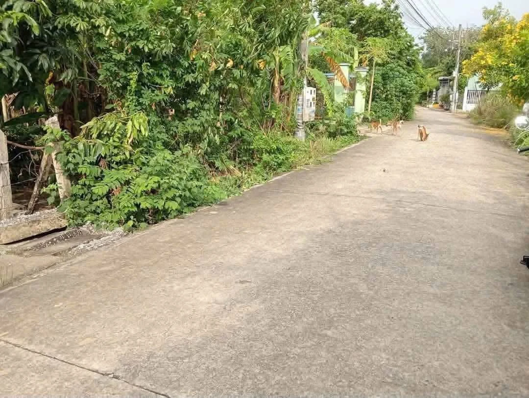Bán đất thổ cư 100m2 đường nhánh Bà 39, Phú An giá 1,45 tỷ - Ảnh thu nhỏ 4