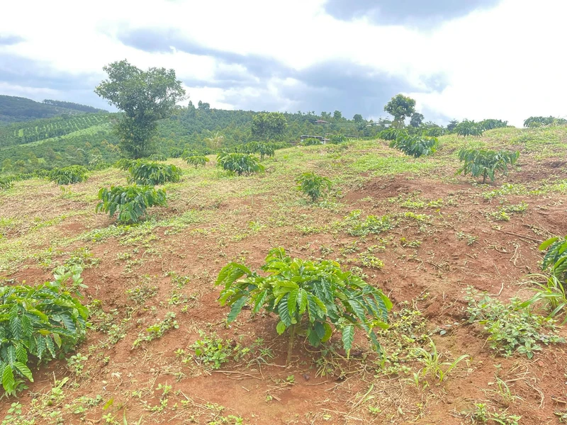 Bán đất vườn 1,5 ha ở Đắk Nông giá 1,6 tỷ/ha