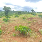 Bán đất vườn 1,5 ha ở Đắk Nông giá 1,6 tỷ/ha - Ảnh thu nhỏ 1