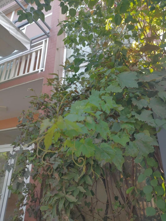 Bán nhà 3 tầng - đất trăm mét - giá chỉ nhỉnh hơn 2 tỷ TP. Huế! - Ảnh thu nhỏ 3