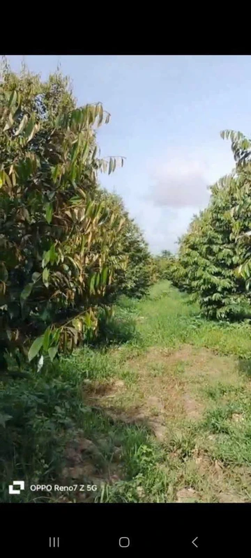 Bán đất 1 công Tân Phú Châu Thành Đồng Tháp 400 triệu