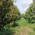 Bán đất 1 công Tân Phú Châu Thành Đồng Tháp 400 triệu - Ảnh thu nhỏ 1
