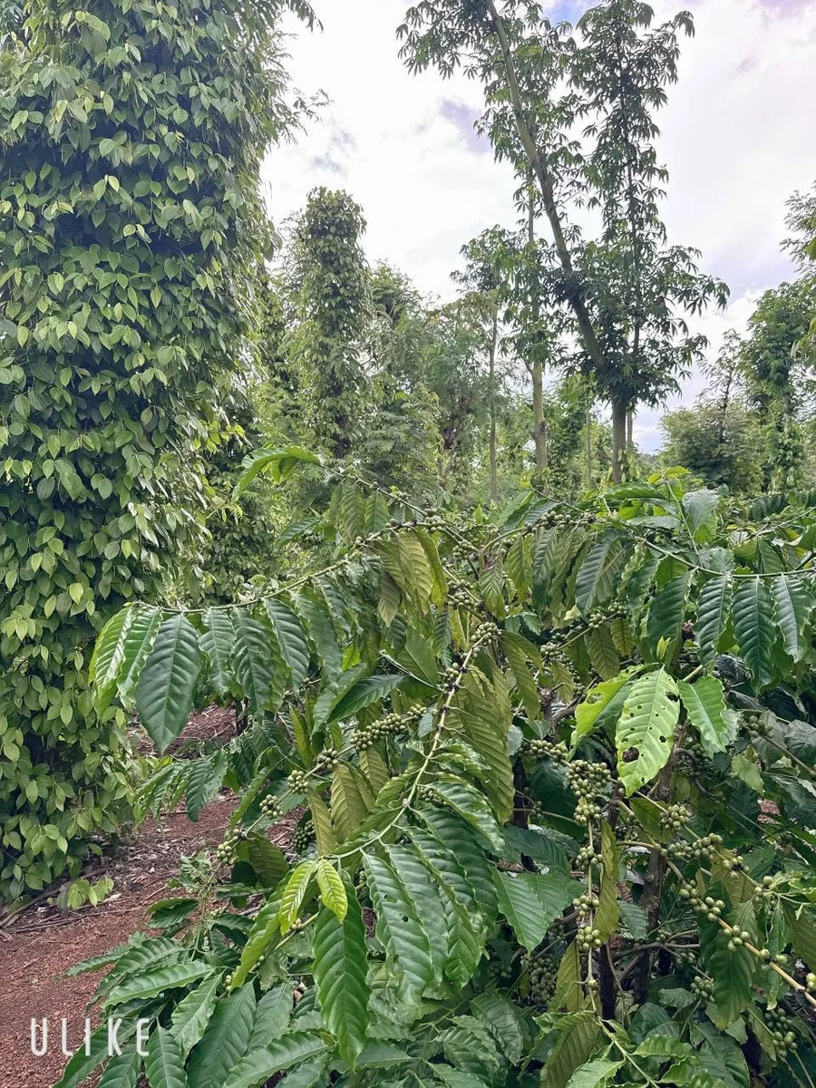Bán lô đất 1700m2 (26x52m, thổ cư 100m2) gần hồ Ea Kao, xã Ea Tiêu, Đắk Lắk - Ảnh thu nhỏ 4