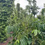Bán lô đất 1700m2 (26x52m, thổ cư 100m2) gần hồ Ea Kao, xã Ea Tiêu, Đắk Lắk - Ảnh thu nhỏ 4