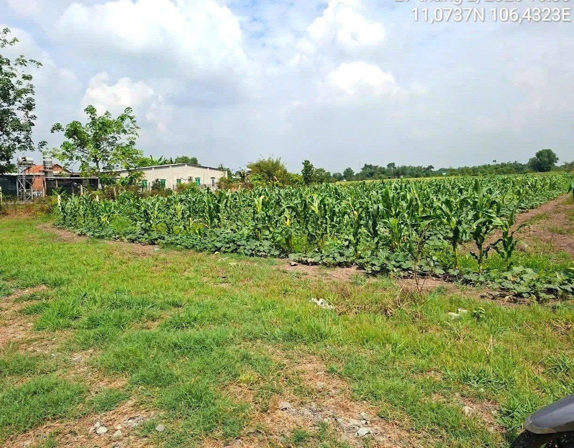 Bán 4 lô đất liền kề 7.514,7 m² Trung Lập Thượng, Củ Chi - Ảnh thu nhỏ 2
