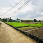 Bán 3700m² đất lúa Phước Hậu Cần Giuộc - Ảnh thu nhỏ 2