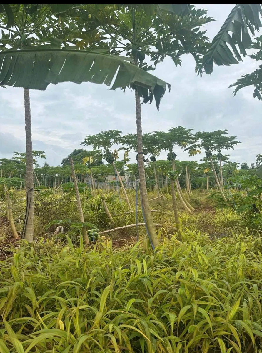 Bán đất trồng cây lâu năm 5.500m² tại Châu Đức - Ảnh thu nhỏ 5