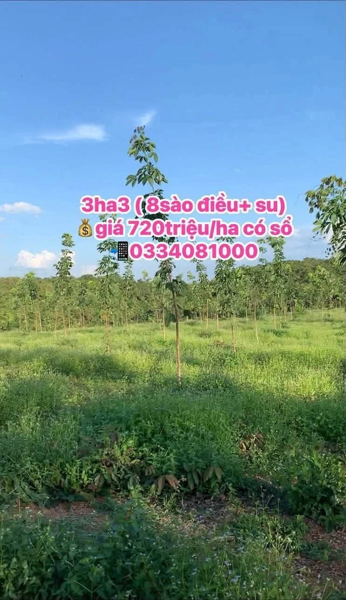 Bán 3 hecta đất Phước Tân, Bình Phước, 720 triệu/ha - Ảnh 1