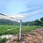 Bán đất thổ cư 100m² Tân Hưng Đồng Nai 90 triệu - Ảnh thu nhỏ 2
