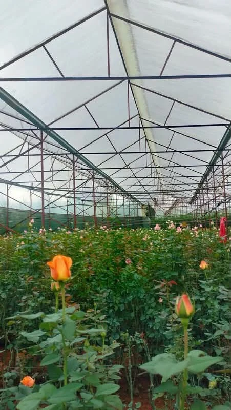 Bán 9 sào đất sổ riêng Đan kia 9000m2 vườn hoa hồng - Ảnh thu nhỏ 2