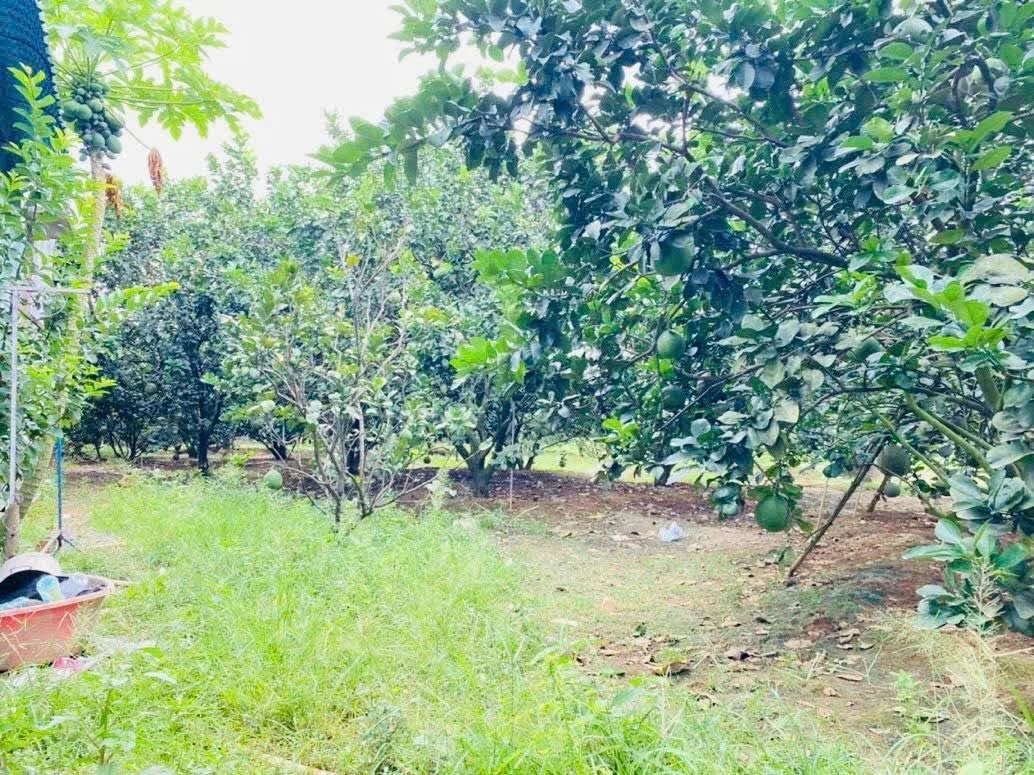 Bán đất vườn 560m2 Vĩnh Cửu, Đồng Nai - Ảnh thu nhỏ 4