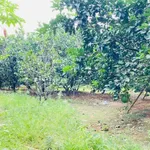 Bán đất vườn 560m2 Vĩnh Cửu, Đồng Nai - Ảnh thu nhỏ 4